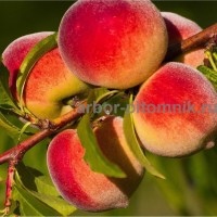 Саженцы персиков из питомника в Подмосковье