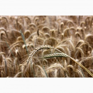 Пшеница 450 тонн с ндс