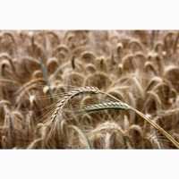 Пшеница 450 тонн с ндс