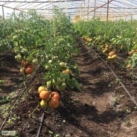 Продам помидор, томат Крым Крым Крым