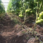 Продам помидор, томат Крым Крым Крым