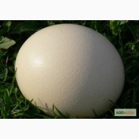 Продам столовое яйцо страуса, яйца страусиные сувенирные