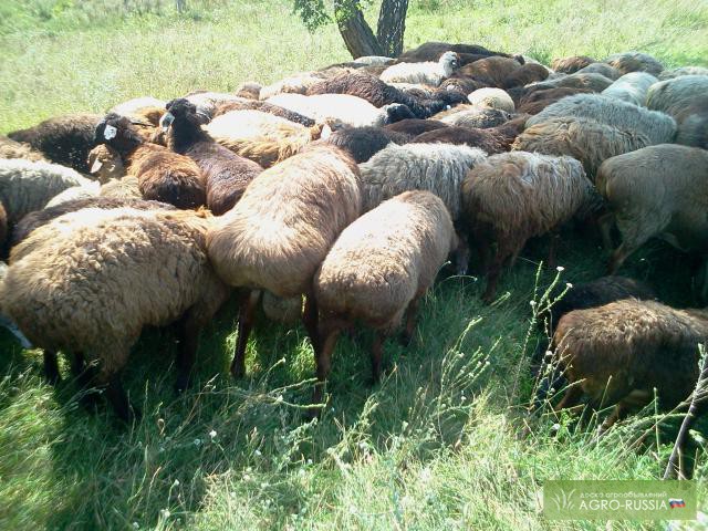 Фото 3. Прродам овец Эдельдаевской породы