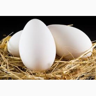Гусиные инкубационные яйца в Башкирии. Сезон 2022. В наличии