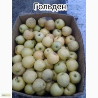 Продам яблоки 1-сорт Голден Делишес и Голден Раш