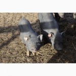 Продаем 3х-месячных вислобрюхих свиней