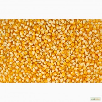 Поставки кукурузы, продовольственную и фуражную пшеницу, сою