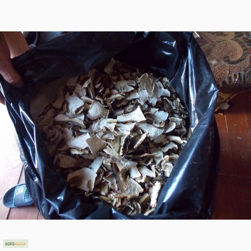 Фото 2. Продам Белый гриб (сушеный или с/м), гриб Лисичка