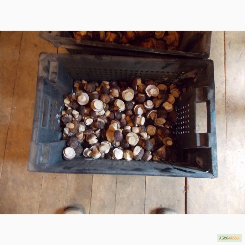 Фото 6. Продам Белый гриб (сушеный или с/м), гриб Лисичка