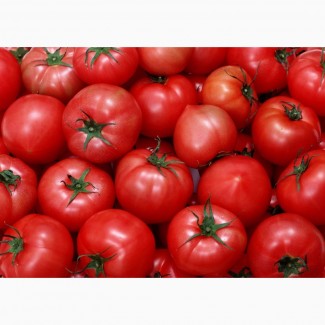 Продам томаты