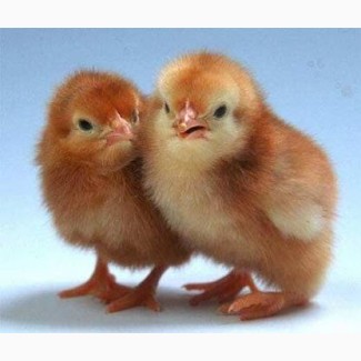 Цыплята несушку Ломан Браун