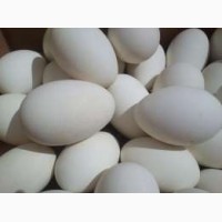 Продажа гусиных яиц