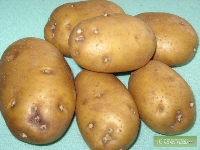 Фото 3. Элитный семенной картофель - почтой