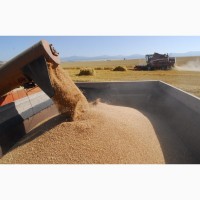 Мука на экспорт новый урожай пшеницы
