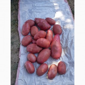 Свежий картофель оптом в Новосибирске