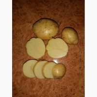 Картофель Сифра под мойку