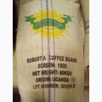 Зеленый кофе Арабика Робуста напрямую от производителя