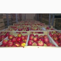 Яблоки для переработки некондиционные с фермерского хозяйства