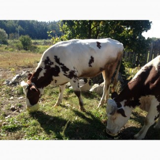 Фото 2. Телята бычки коров парода ангус сементал герефорд белоголовые галштин