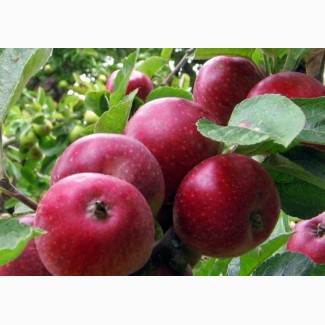 Продам яблоки урожай 2021 г