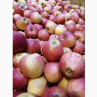 Яблоки оптом со склада фермерского хозяйства