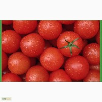 Продам помидоры сорт Т-34 и Раиса
