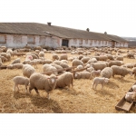 Срочно продается племенное поголовье овец