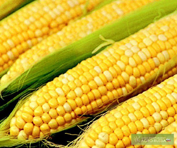 Продам кукурузу,  кукурузу, Курская обл — Agro-Russia