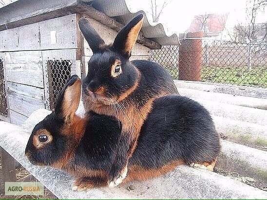Фото 3. Комбикорм для кроликов с травяной мукой ПК 90