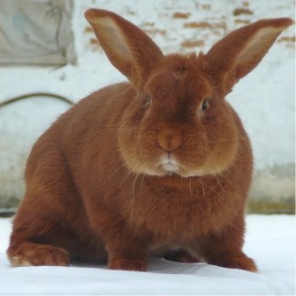 Комбикорм для кроликов с травяной мукой ПК 90