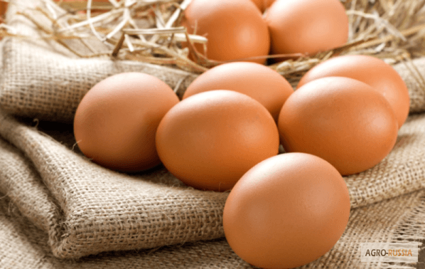 Фото 5. Инкубационное яйцо лучших мясо-яичных пород