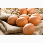 Инкубационное яйцо лучших мясо-яичных пород