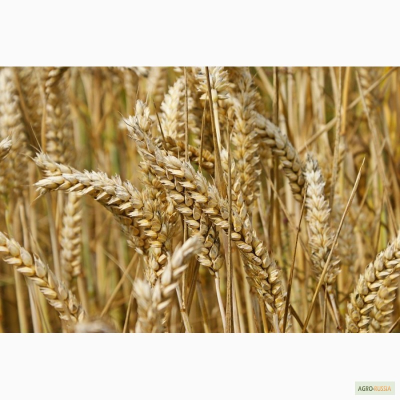 Продам: Семена пшеницы 