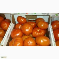 Продаем помидоры сорт Макарена