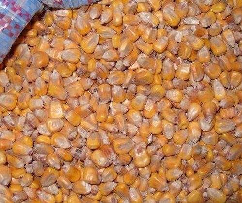 Зерно кормовое: овес, пшеница, ячмень, кукуруза, жмых, шрот в Нижегородской области