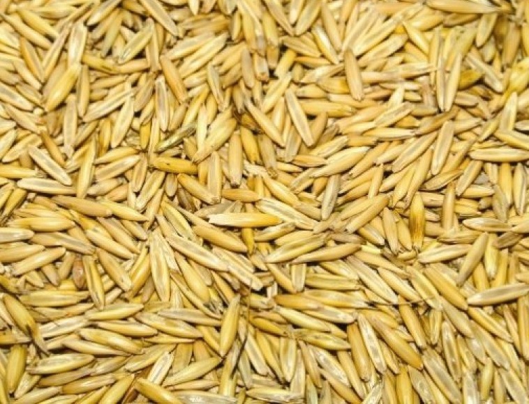 Фото 2. Зерно кормовое: овес, пшеница, ячмень, кукуруза, жмых, шрот в Нижегородской области