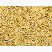 Зерно кормовое: овес, пшеница, ячмень, кукуруза, жмых, шрот в Нижегородской области