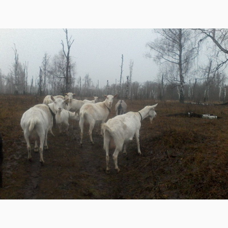 Фото 4. Зааненские козы, дойные, покрытые