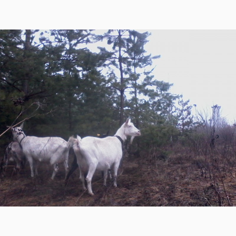 Фото 5. Зааненские козы, дойные, покрытые