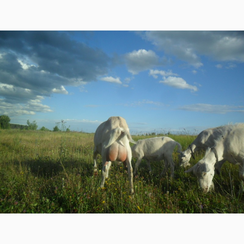 Фото 3. Зааненские козы, дойные, покрытые