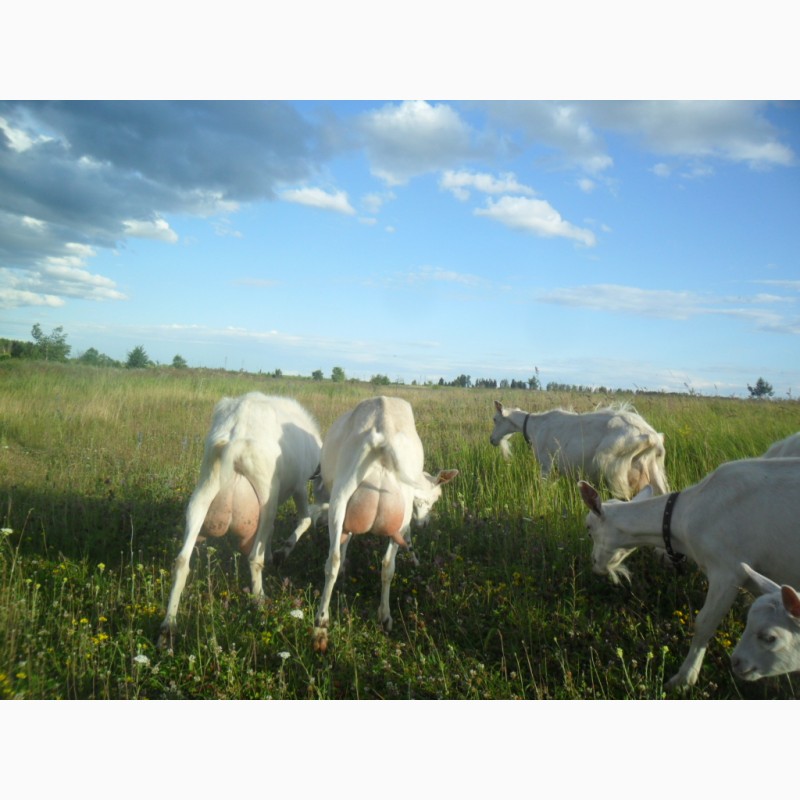Фото 2. Зааненские козы, дойные, покрытые
