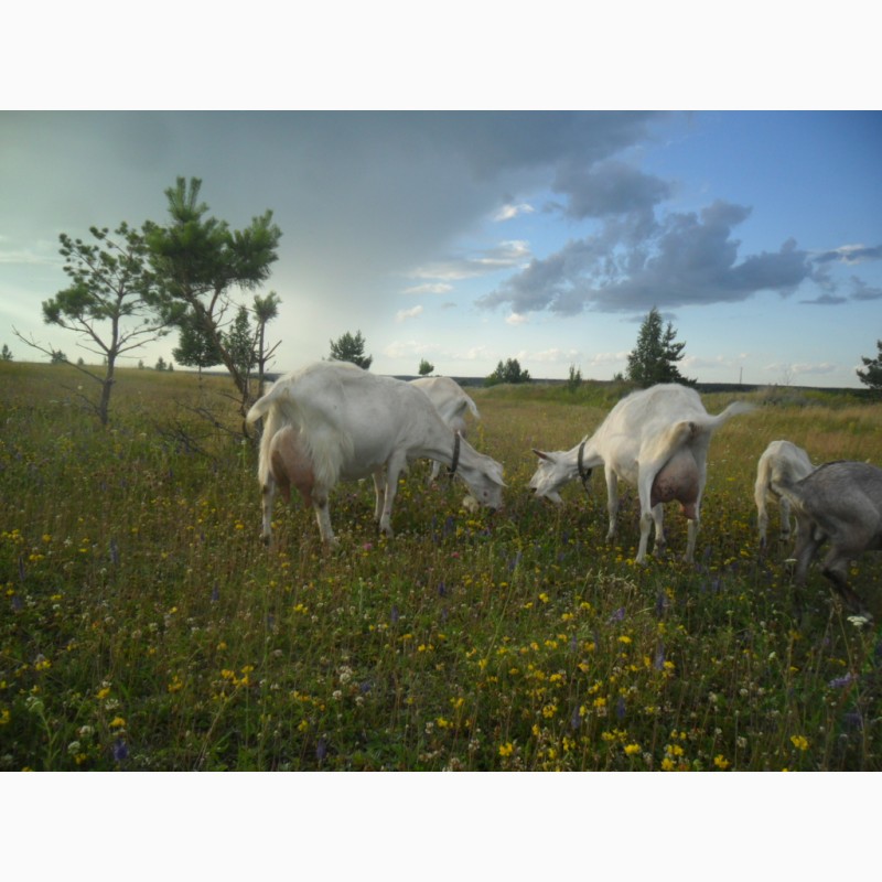 Фото 6. Зааненские козы, дойные, покрытые