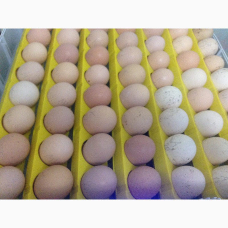 Фото 2. Инкубационное яйцо перепелов и кур