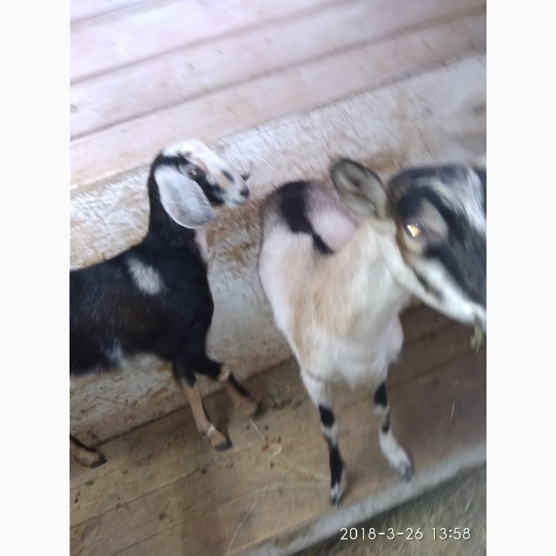 Фото 2. Продам племяное стадо коз и козла документы ADGA