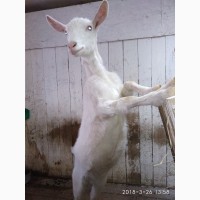 Продам племяное стадо коз и козла документы ADGA