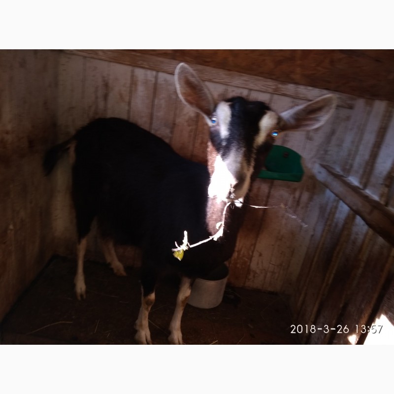 Фото 4. Продам племяное стадо коз и козла документы ADGA