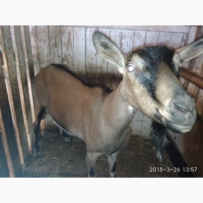 Фото 6. Продам племяное стадо коз и козла документы ADGA