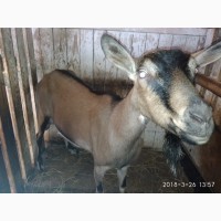 Продам племяное стадо коз и козла документы ADGA