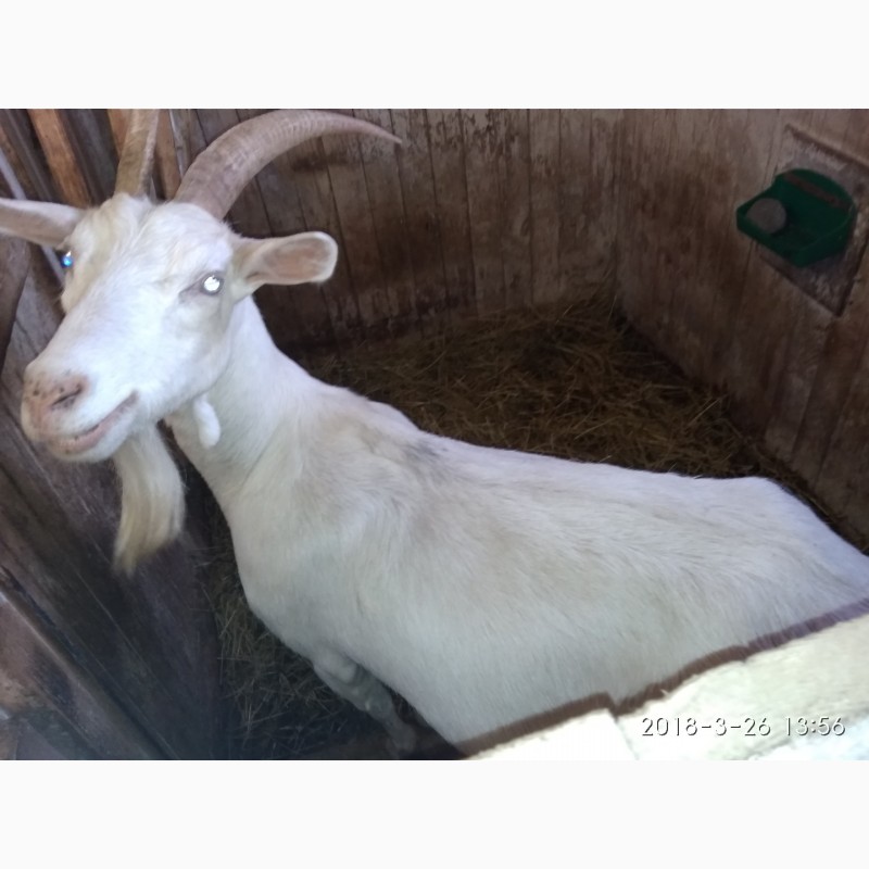 Фото 7. Продам племяное стадо коз и козла документы ADGA
