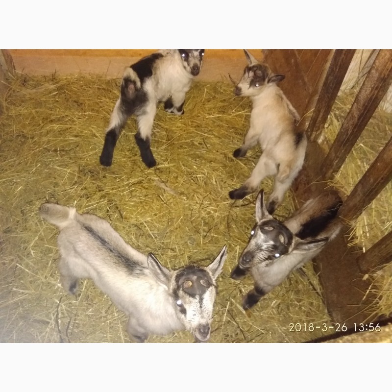 Фото 8. Продам племяное стадо коз и козла документы ADGA